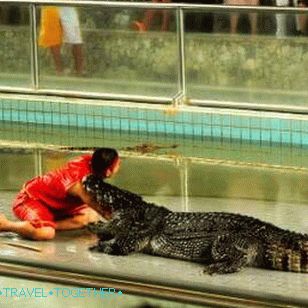 Show crocodiles in Pattaya