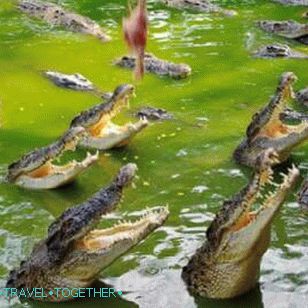 Crocodile farm in Pattaya