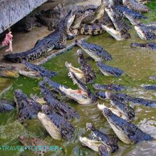 Crocodile farm in Pattaya