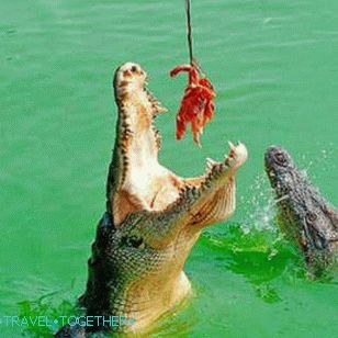 Show crocodiles in Pattaya