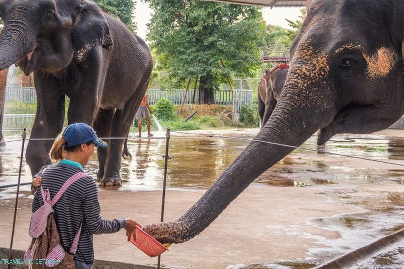 Crocodile farm in Pattaya and the park of million-year stones - my impressions
