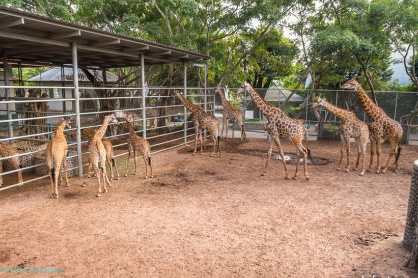 Crocodile farm in Pattaya and the park of million-year stones - my impressions
