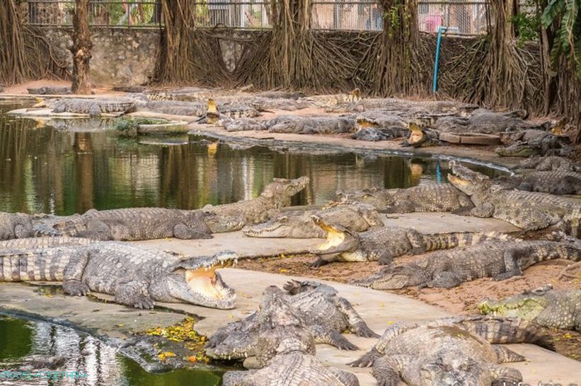 Crocodile farm