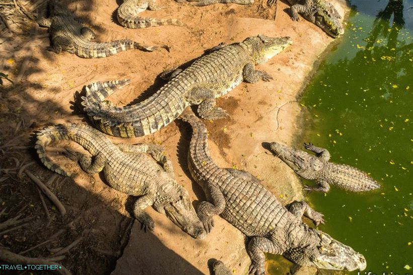 Crocodile farm in Pattaya and the park of million-year stones - my impressions