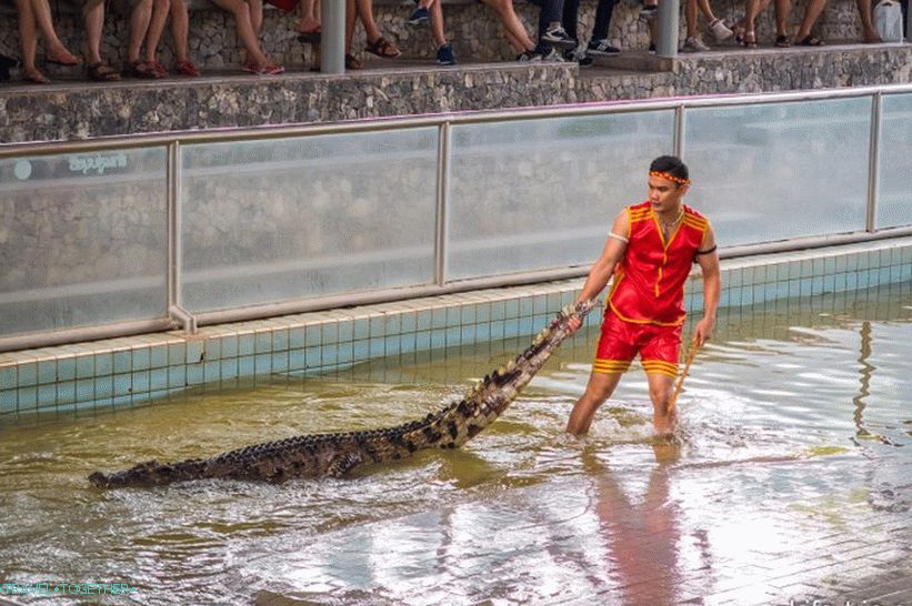 Show with crocodiles