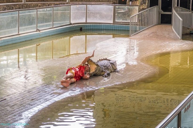 Crocodile farm in Pattaya and the park of million-year stones - my impressions