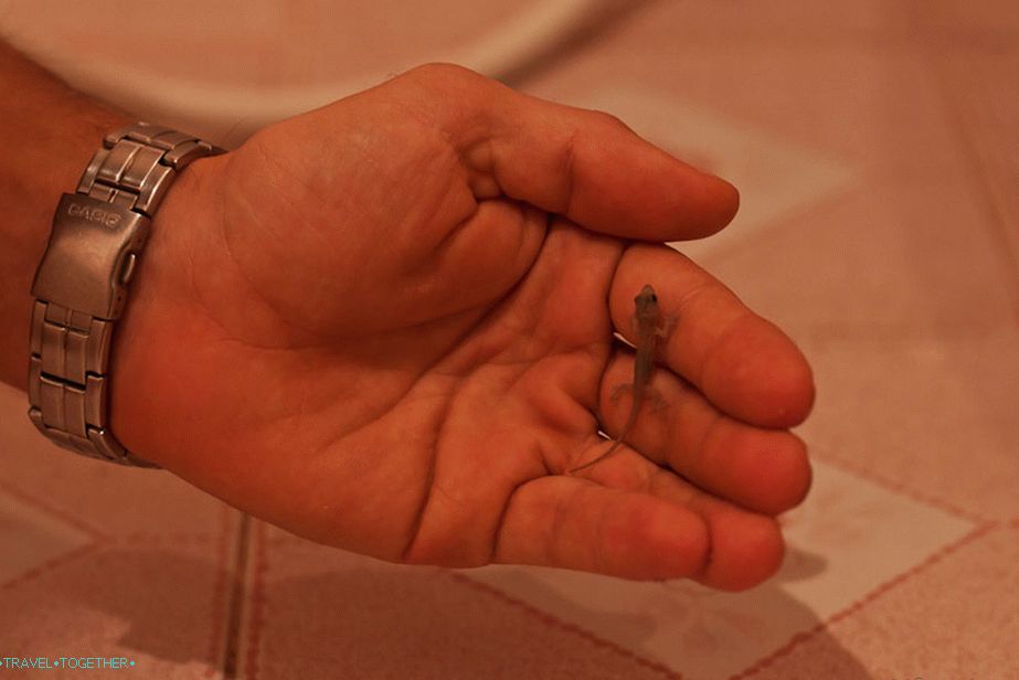 Who lives in your bathroom?