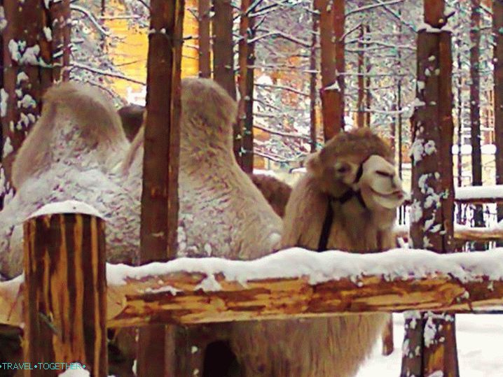 Zoo in the birthplace of Santa Claus