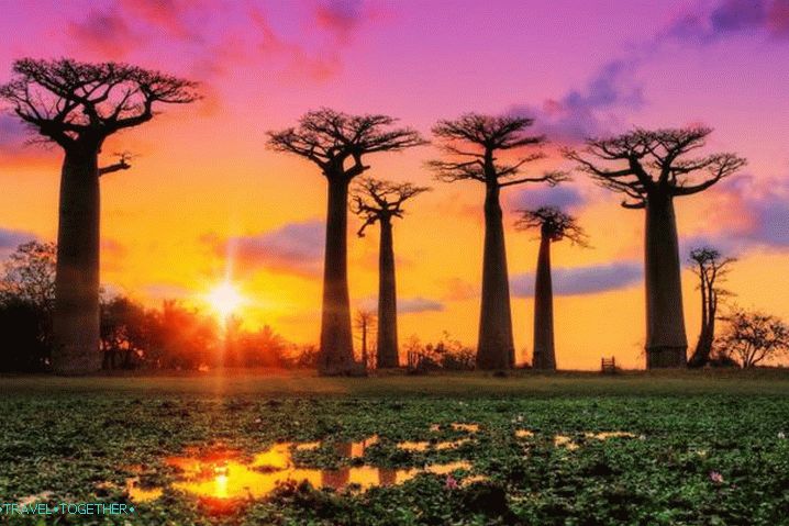 Madagascar, Baobab Alley