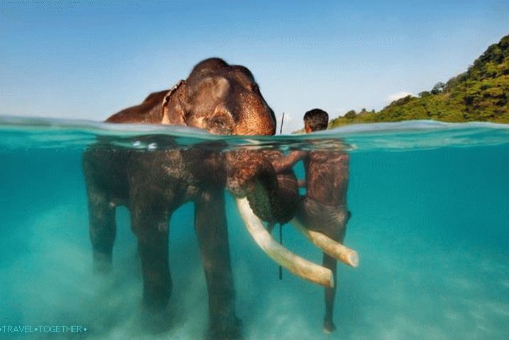 Goa, Be sure to try swimming with elephants