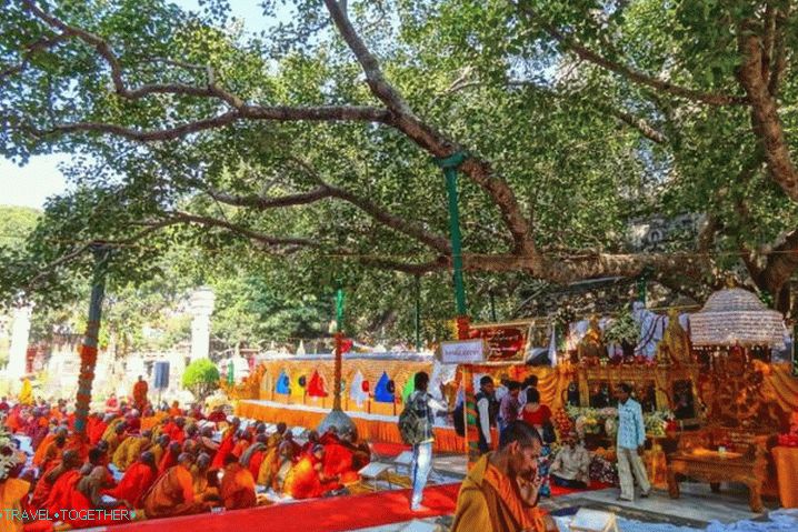 Sri Lanka, Mahabodhi Tree with the Holy City of Anuradhapura
