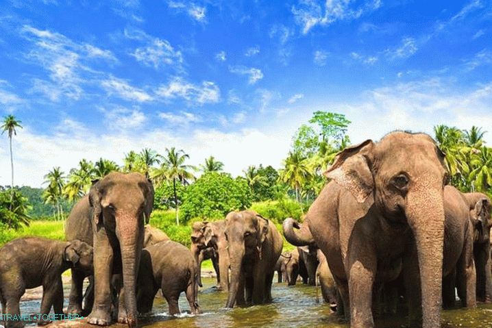 Sri Lanka, visit an elephant shelter