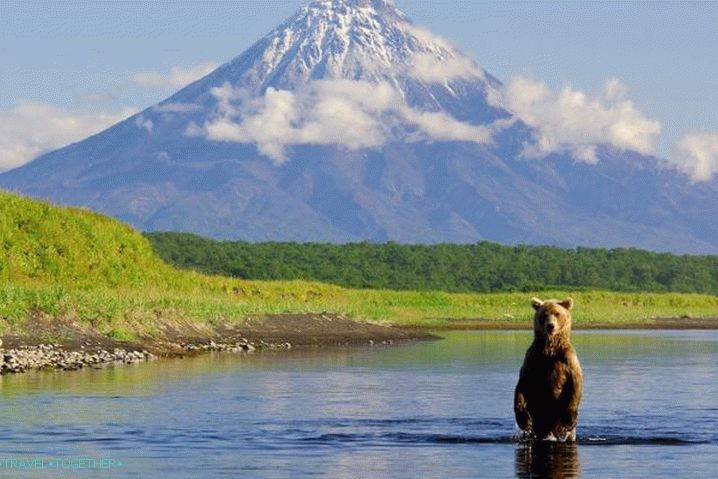 Kamchatka, plunge into the world of wildlife