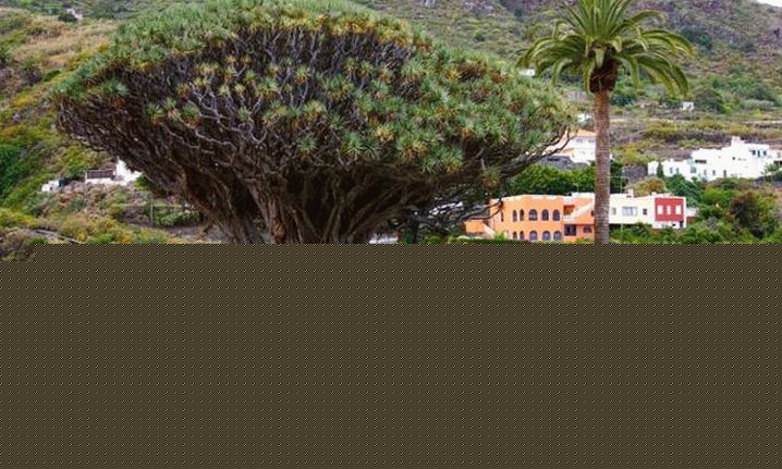 TENERIFE, DRAGONOVO TREE