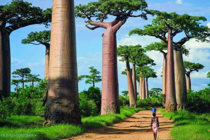 Madagascar, Baobab Alley - the most recognizable alley in the world