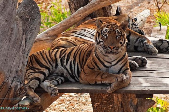 Tunisia, Plunge into the world of wildlife in the zoo