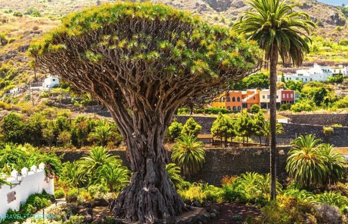 Canary Islands, Famous Draconian Tree