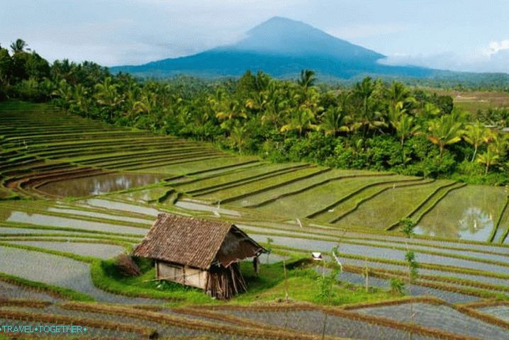 Sri Lanka rice fields
