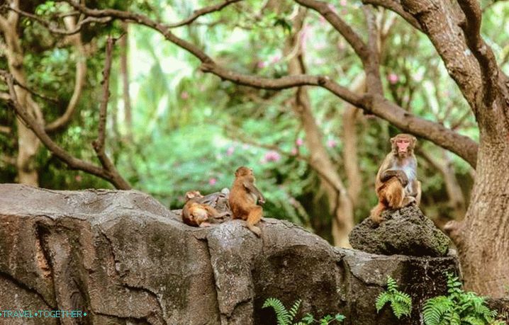 Hainan, Monkey Island
