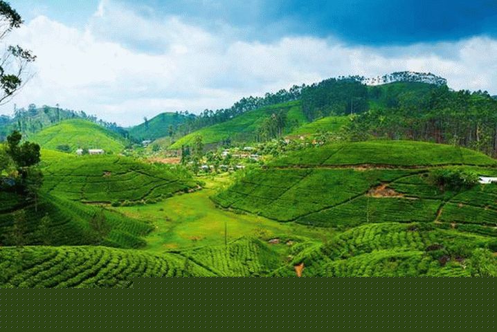 Sri Lanka, Tea Plank