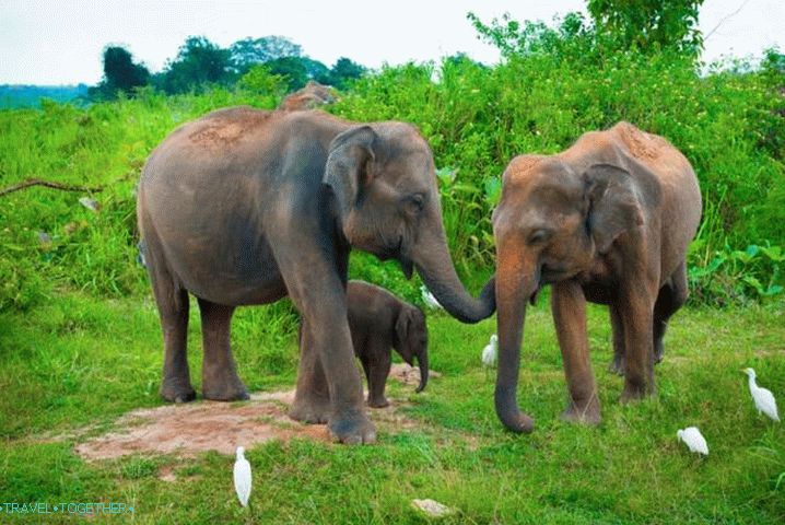 Sri Lanka, Elephant Shelter