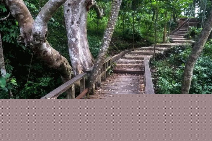 Indonesia, Monkey Forest