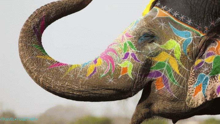 India, take a ride on elephants