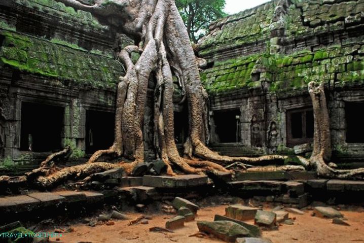 Cambodia, Ta Prom - an ancient temple, where they shot a film about Lara Croft
