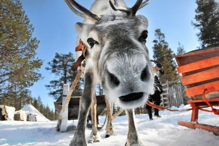 Lapland, Ride on reindeer sledding