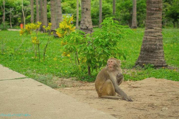 Vietnam, Visit Monkey Island