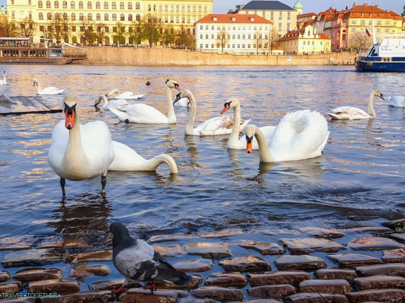 Swans in Prague and where to feed them