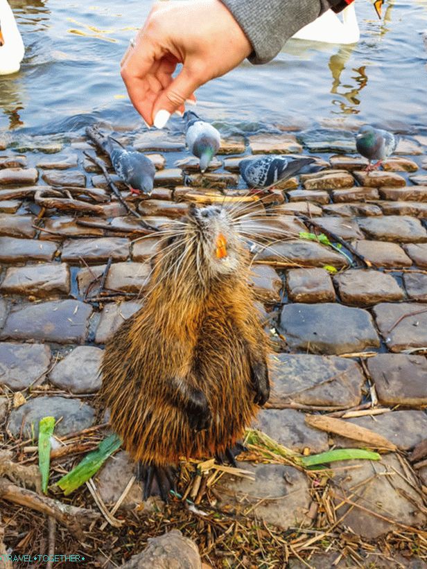 Swans in Prague and where to feed them