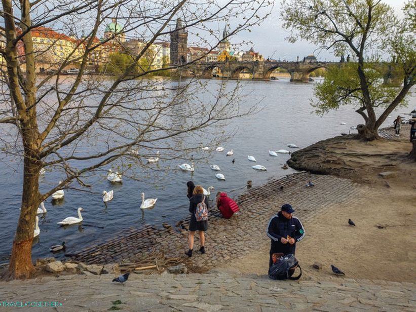 Swans in Prague and where to feed them