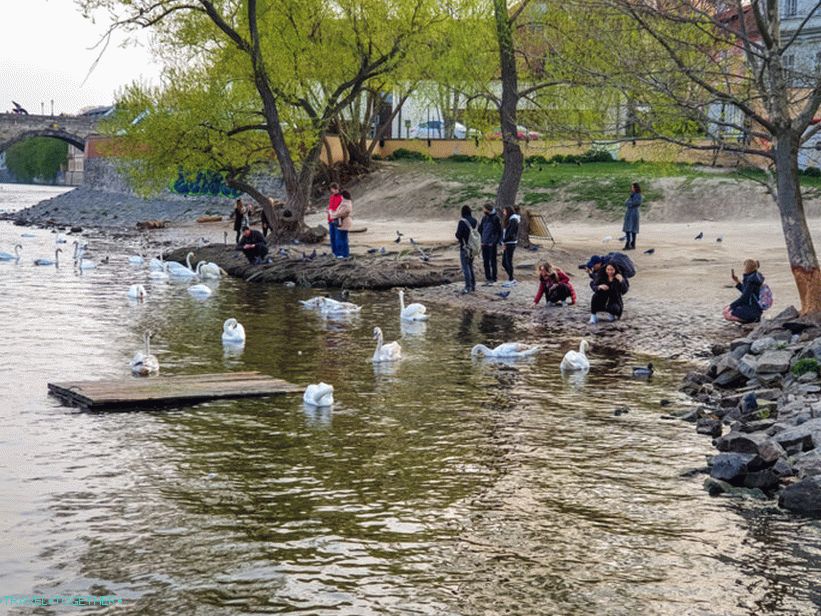 Swans in Prague and where to feed them