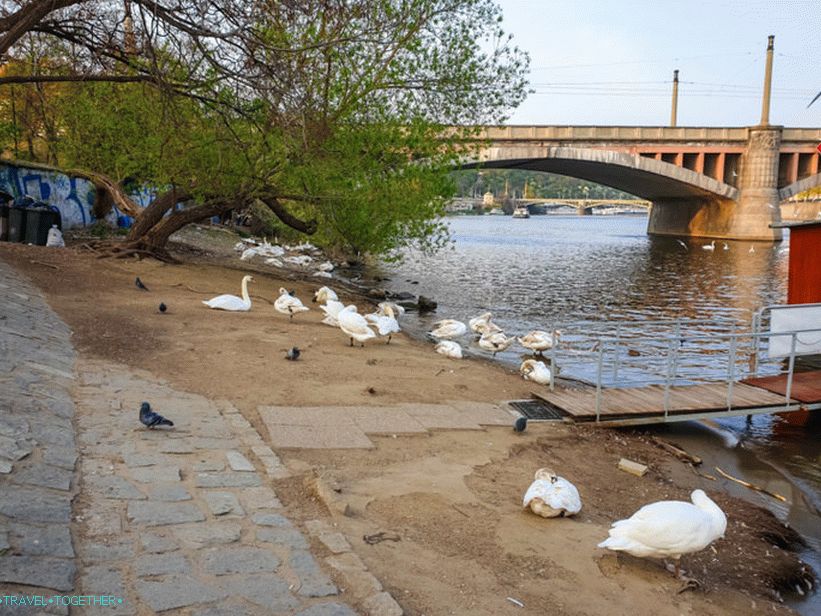 Swans in Prague and where to feed them