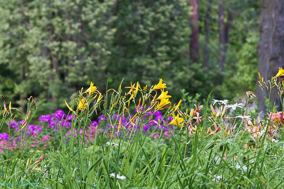 All sorts of flowers grow everywhere