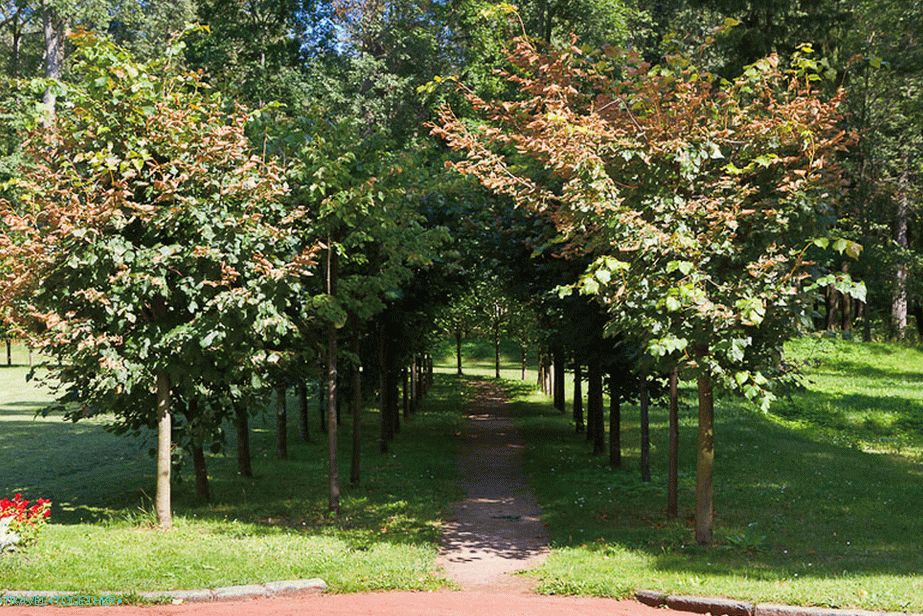 Mini alley of small trees