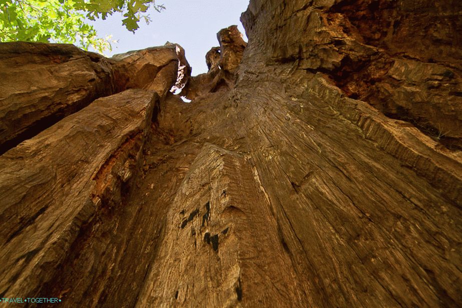 Perennial tree, or rather the remains of the trunk