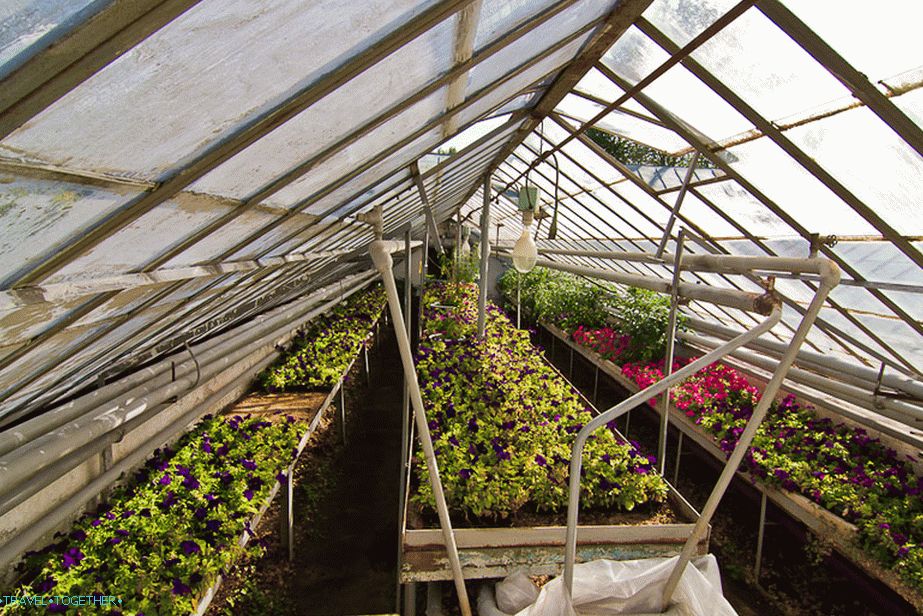 Flowers grow in the greenhouse
