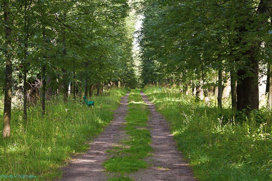 Main linden alley