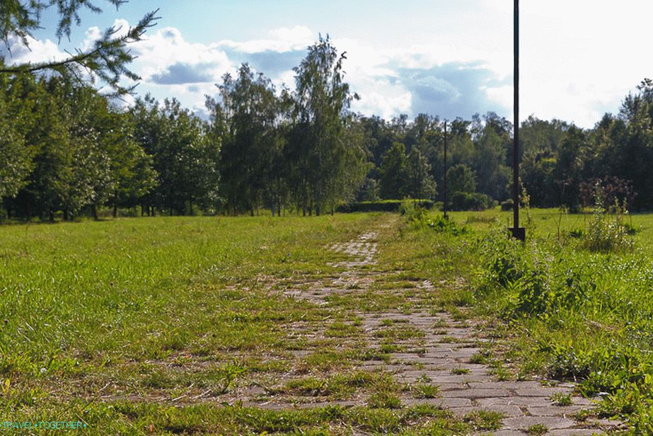 Grass grows through slabs