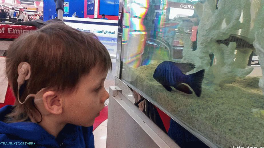 We stick to the fish in the aquarium