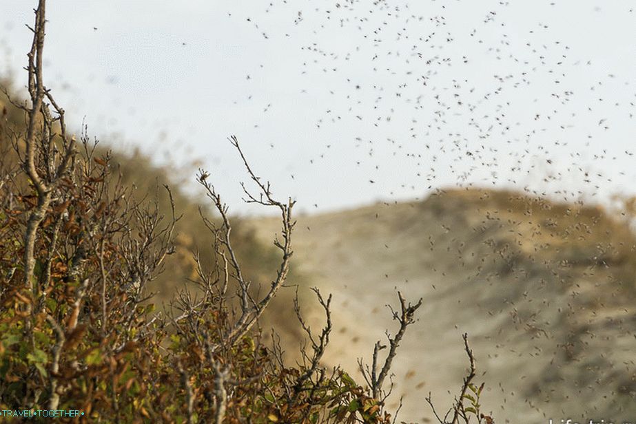 Frozen cloud of midges