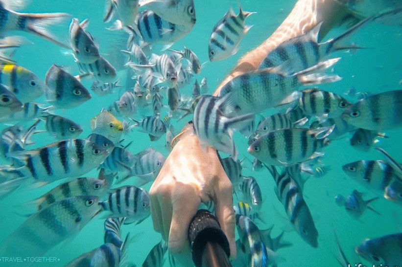 Fish is the most interesting