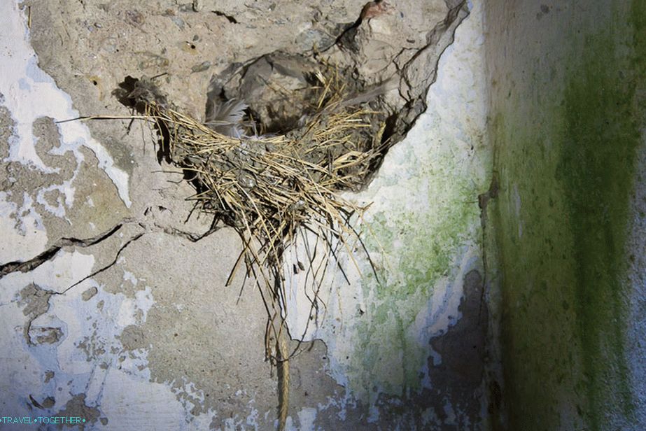 Birds nestled in ruins