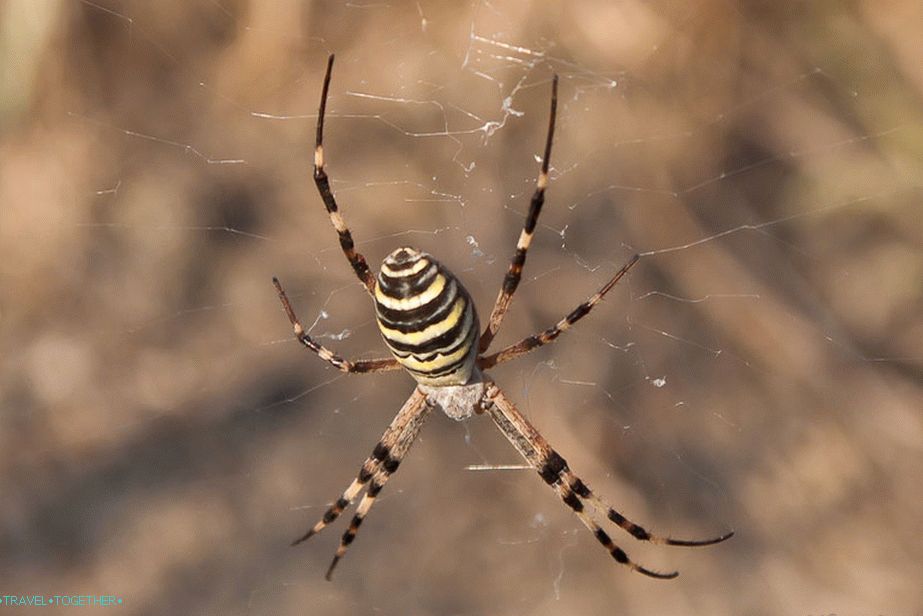 Local resident. Poisonous?
