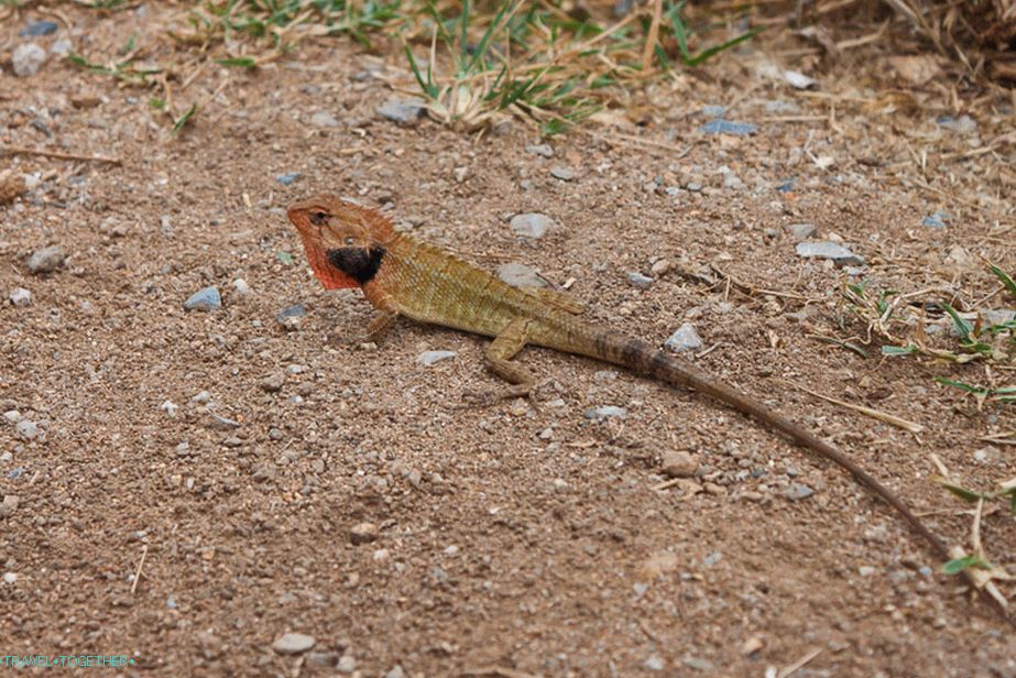 Around full of living creatures