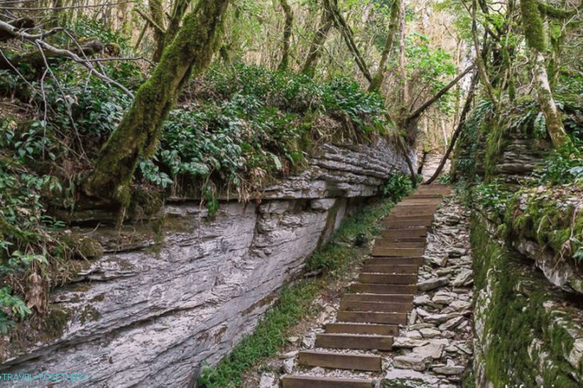 Tysosamshitovaya grove