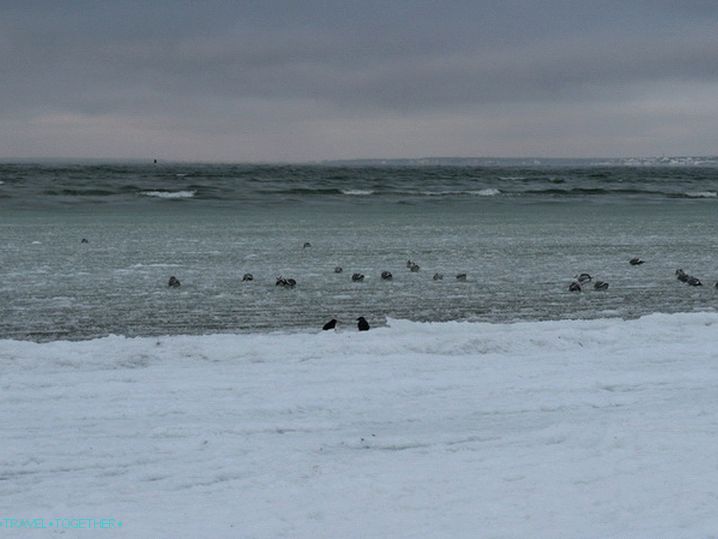 Baltic Sea. Ducks.