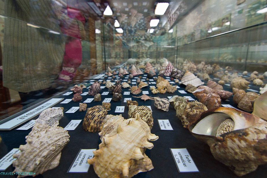 Shells from around the world